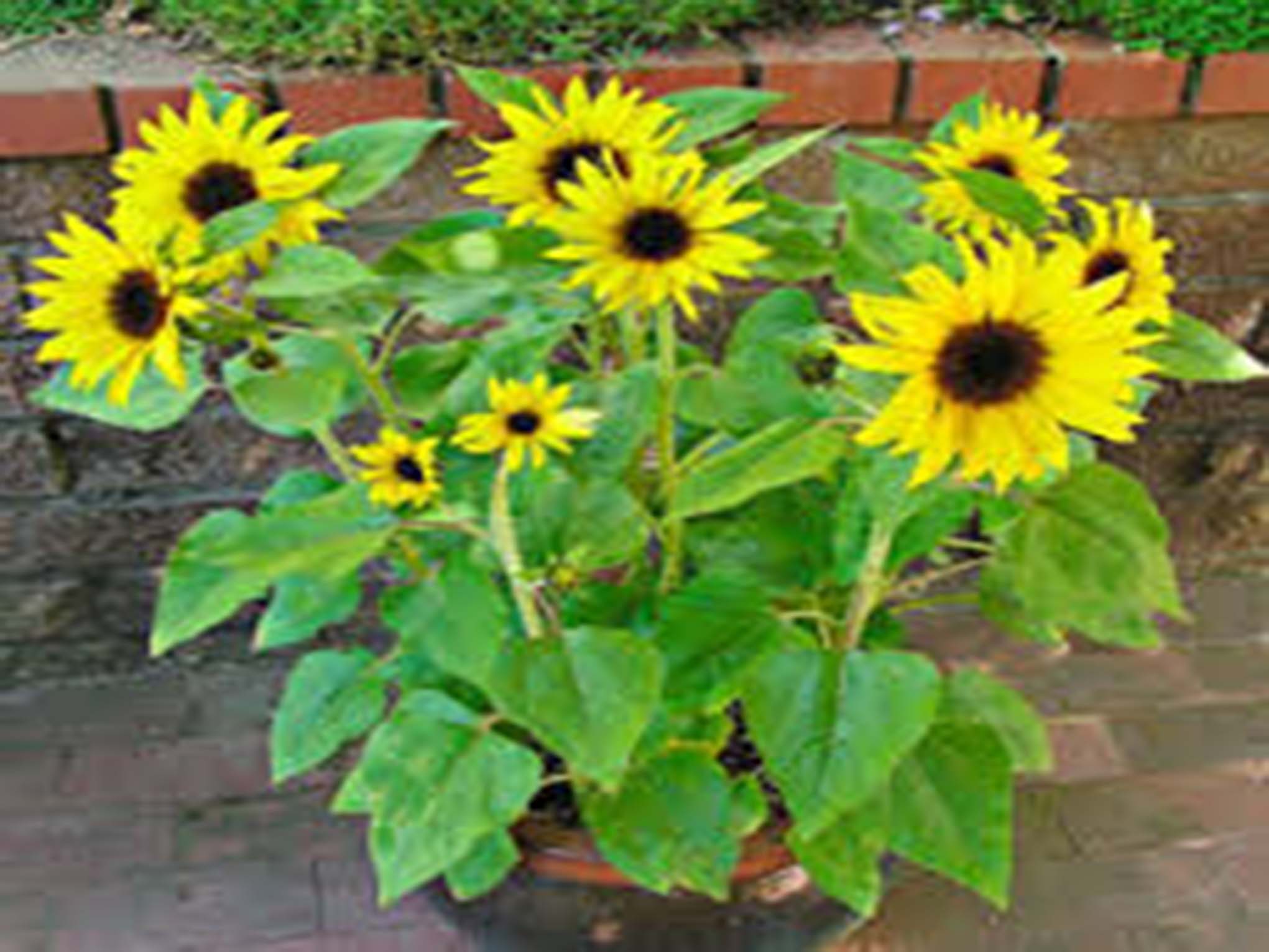 sunflower database